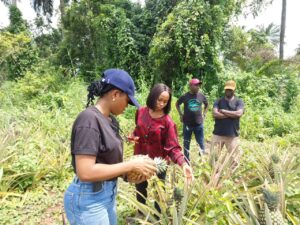 The Gold Mine Hiding In Plain Sight How Far Can Pineapple Farming Take Your Finances | Davidorlah Farms The Gold Mine Hiding In Plain Sight How Far Can Pineapple Farming Take Your Finances