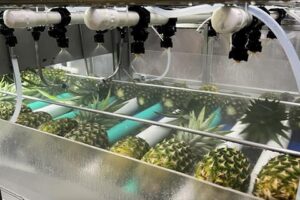 From Fresh Fruit to Finished Goods Unlocking the Full Value of the Pineapple Supply Chain | Davidorlah Farms From Fresh Fruit to Finished Goods Unlocking the Full Value of the Pineapple Supply Chain